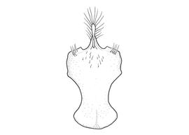   Anthidium formosum  male, diagram showing ventral view of eighth sternum (S8), diagram from Gonzalez and Griswold 2013 
